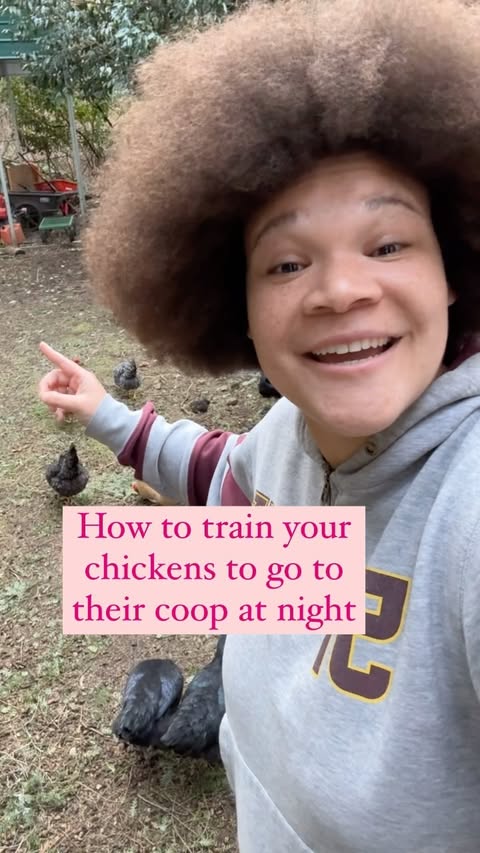 Instagram post by @chickenchaserbri for Grubbly Farms. Caption reads: [...] chickens! AD | My go to for grubs is....