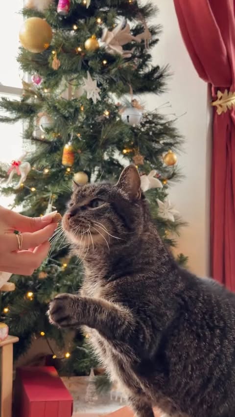 Instagram post by @laurenemilyjuarez for Wellness Pet Food. Caption reads: #ad | This year we made homemade cat cookies using....