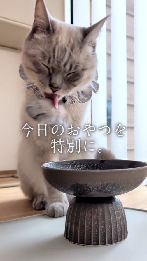 Instagram post by @tuna.no.hibi for perromart.jp. Caption reads: 特別な君の、今日のおやつを特別に。

つなちゃんお気に入りのおやつをCM風にご紹介😸
（見どころは....