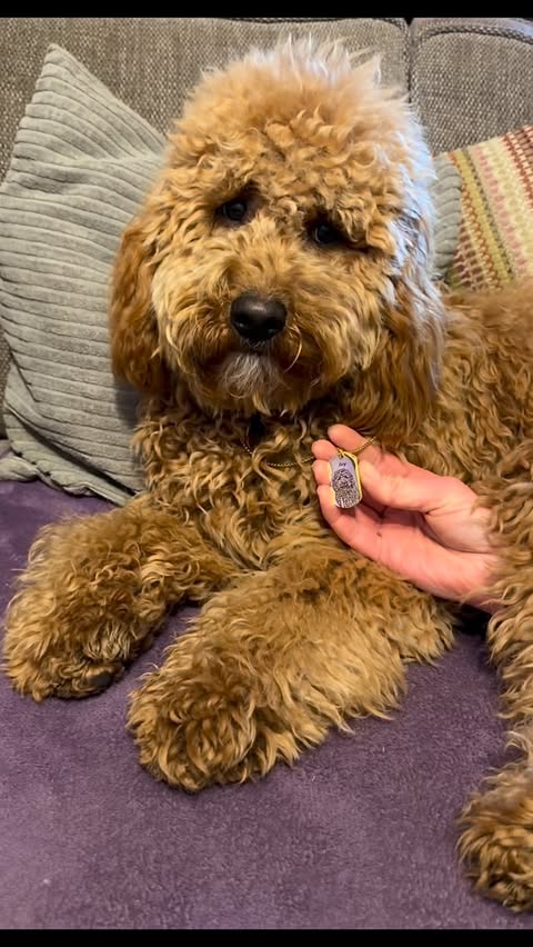 Instagram post by @ivy_thegoldendoodle_ for PupRing. Caption reads: Thank you so much @pupring I can now carry a....