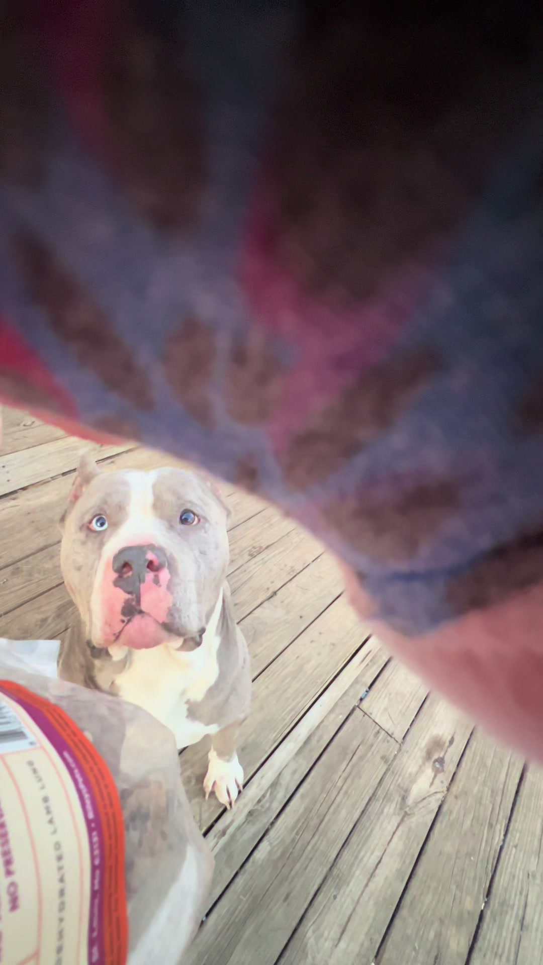 TikTok post by @whooty2166official for PetMD Store. Caption reads: [...] to cuss me out with that pause 🤣🥴....