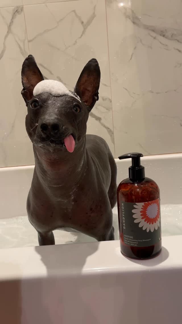 Instagram post by @dantexolo4 for Dandylion. Caption reads: [...] with a king 👑🛁 We used our favorite....