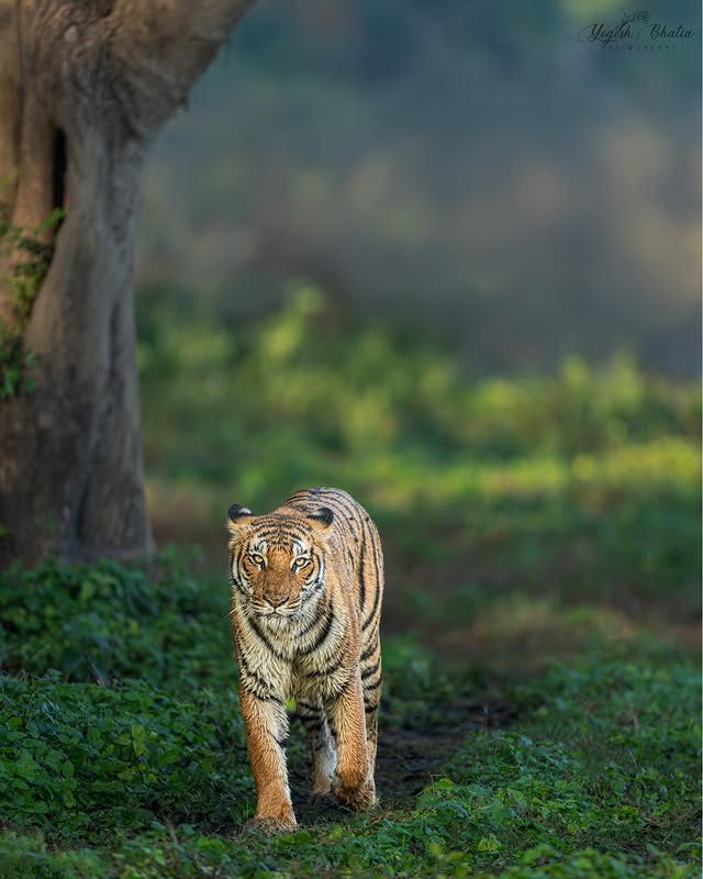 Instagram post by @yogesh_bhatia_wildlife for Discovery. Caption reads: In wildlife photography, the background, DOF and....