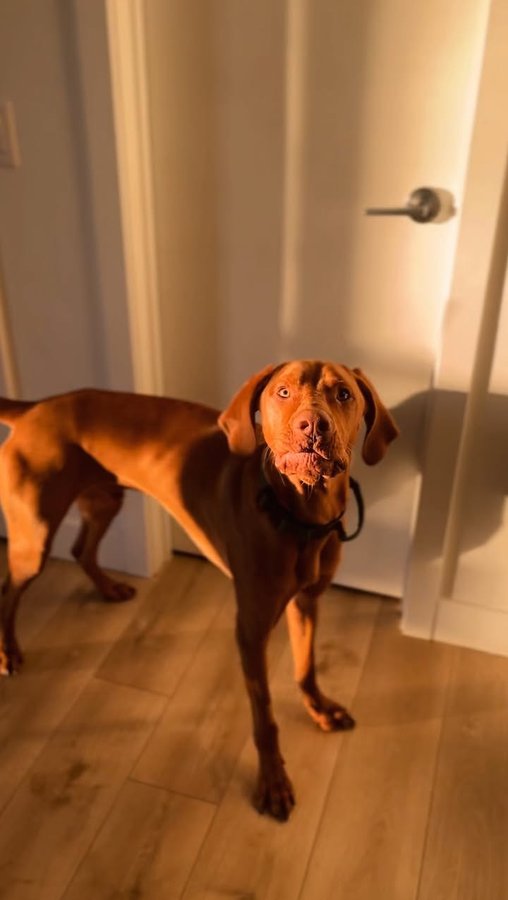 Instagram post by @mr.dobby.vizsla for Diggs. Caption reads: The perfect crate does exist! 🤍🤩

I’m in love....