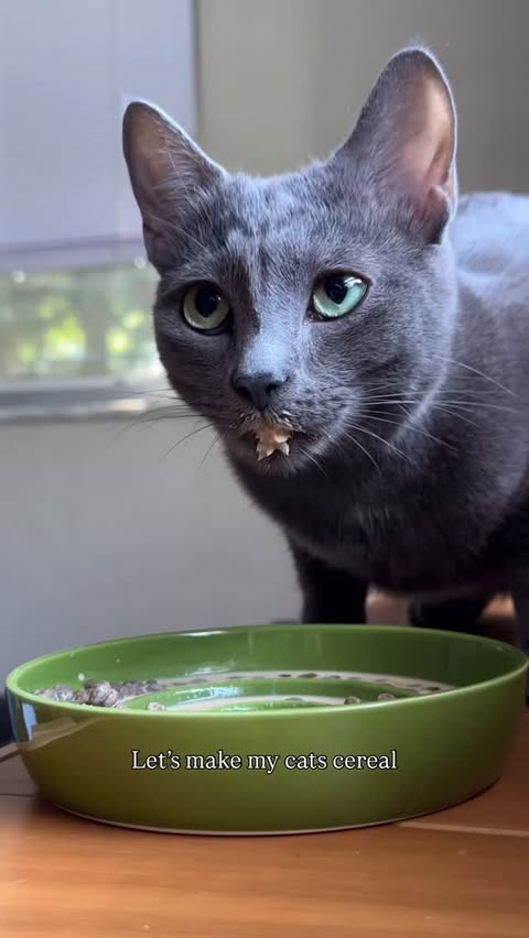 Instagram post by @herhouseofcats for Earthborn Holistic Pet Food. Caption reads: The best way to keep your kitty hydrated | AD I....