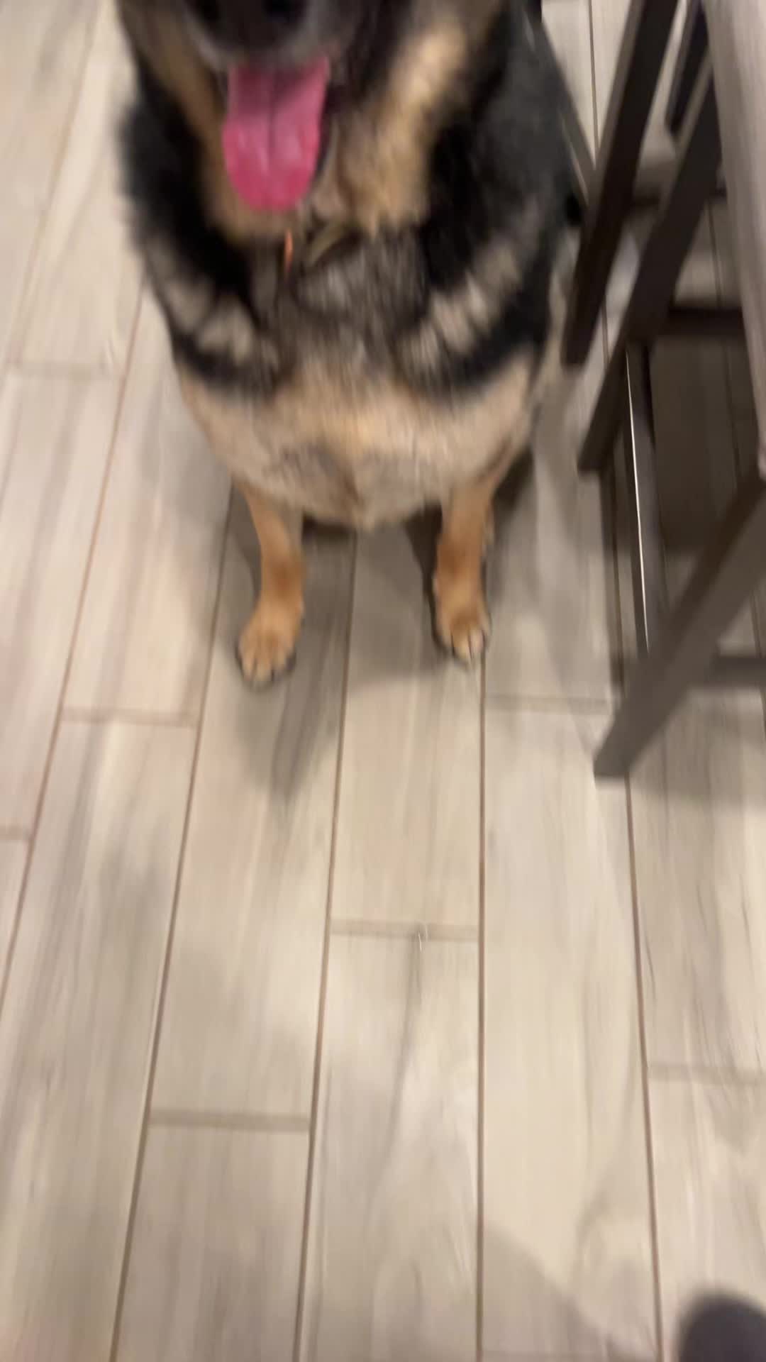 TikTok post by @logannthegsd for Pawaboo. Caption reads: ⚾️🏐🎾🏀🥎🏈 #pawaboo #gsd #germanshepherd....