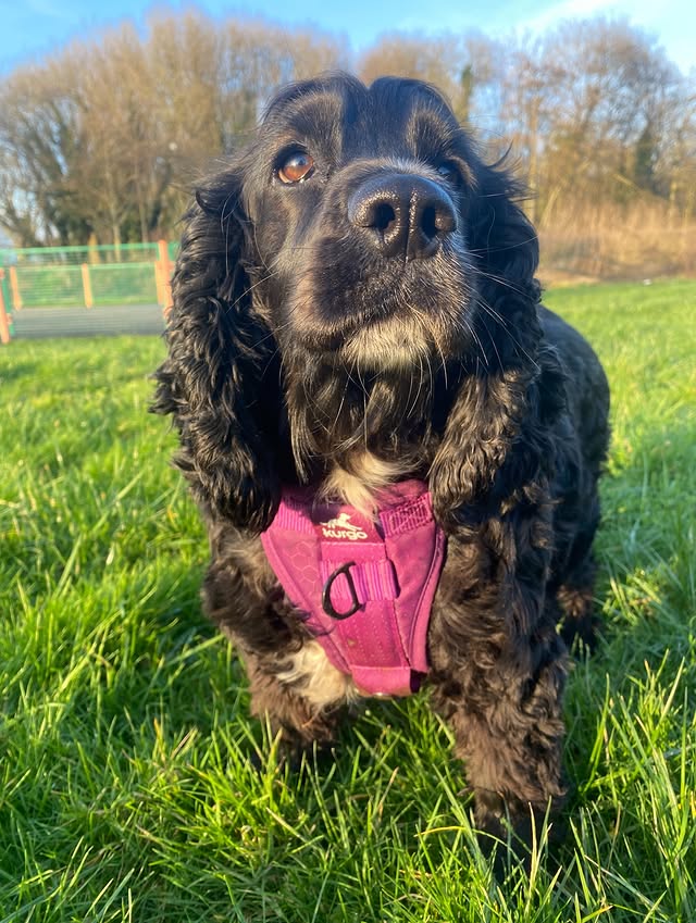Instagram post by @cheekyspaniels_ for Kurgo. Caption reads: Won’t look Wednesday Wearing my @kurgoeu harnie ,....