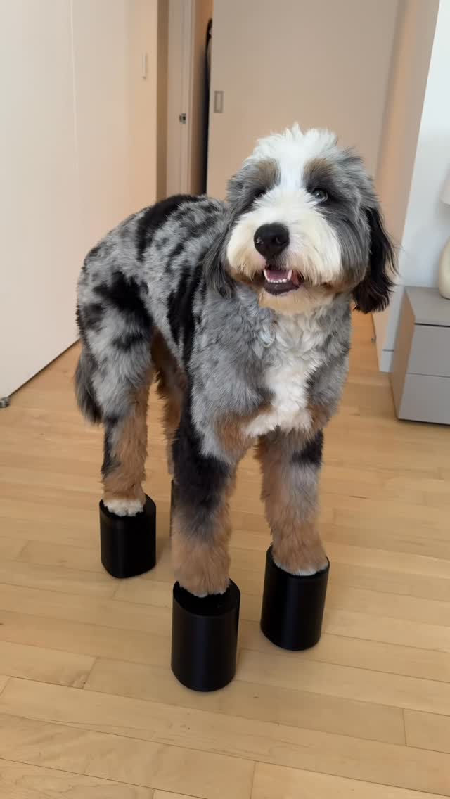 Instagram post by @trufflecosta for Sonos. Caption reads: Sonos on blast, paws on gas, business handled 🐾🎤....