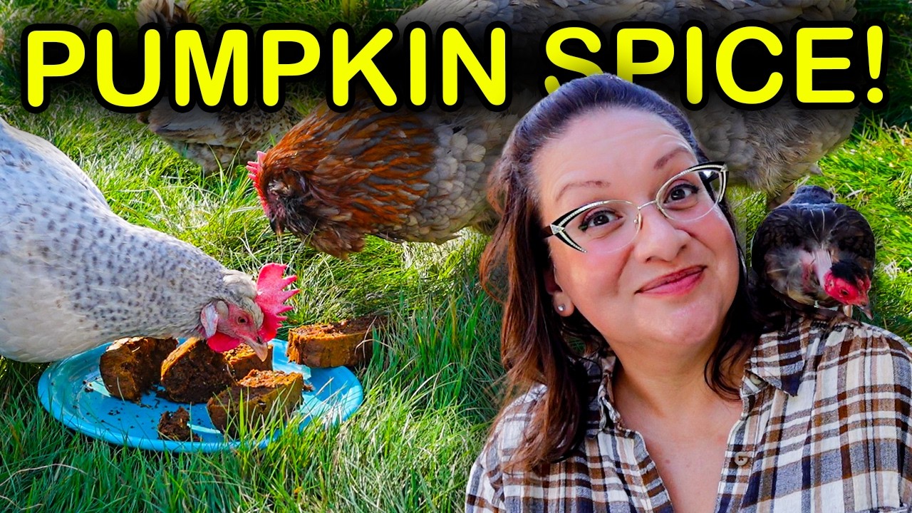 YouTube post by @WelcometoChickenlandia for Grubbly Farms. Caption reads: Your Chickens NEED My "Famous" Fall Treat. It's....
