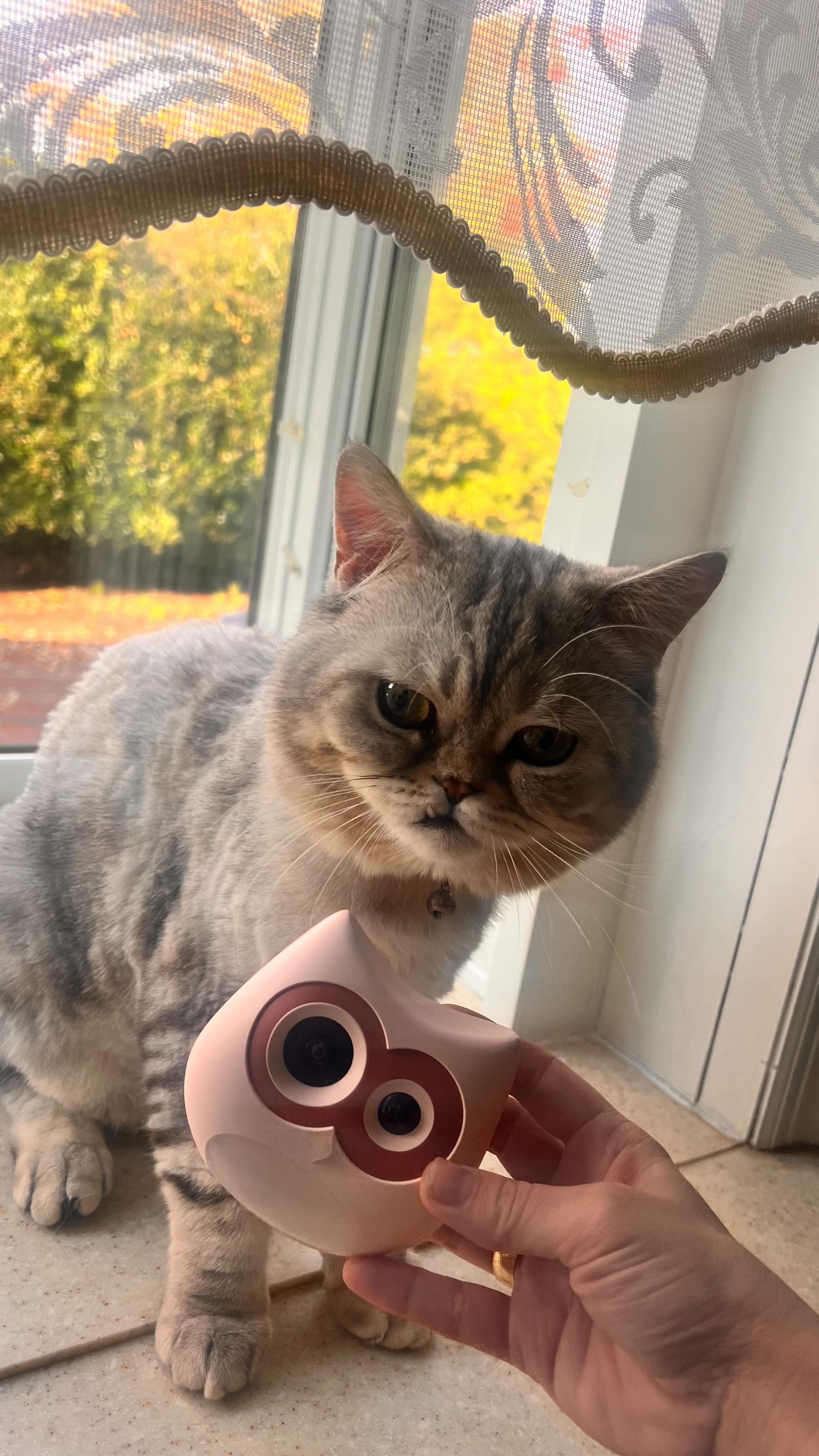 Instagram post by @momlifeglow_ for Siipet. Caption reads: @siipetofficial 
Keep Your Cat Safe with the [...].