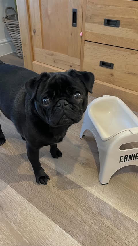 Instagram post by @itserniethepug for EASYEAT. Caption reads: Another day. Another meal in my @easyeatofficial....
