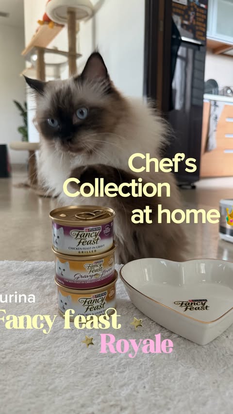Instagram post by @sailingcatsclub for Pawjourr. Caption reads: Some cats have dinner. Ponch has a Chef’s....
