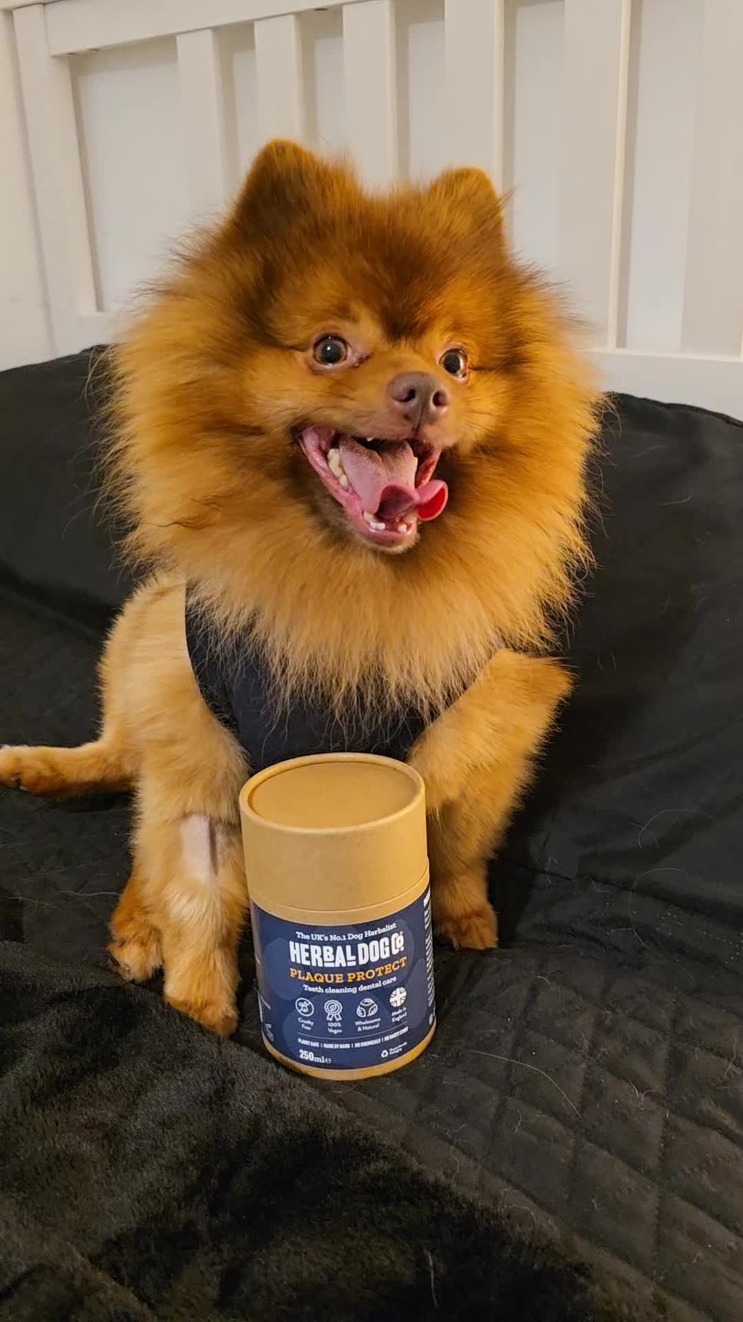 TikTok post by @samlanes0 for Herbal Dog Co. Caption reads: [...] blend = daily dental support 🌿🐶” @Herbal....