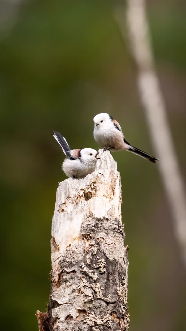 Instagram post by @gamanderlopez for JACK WOLFSKIN. Caption reads: Rate the cuteness from 1-10 🥰

*Werbung |....