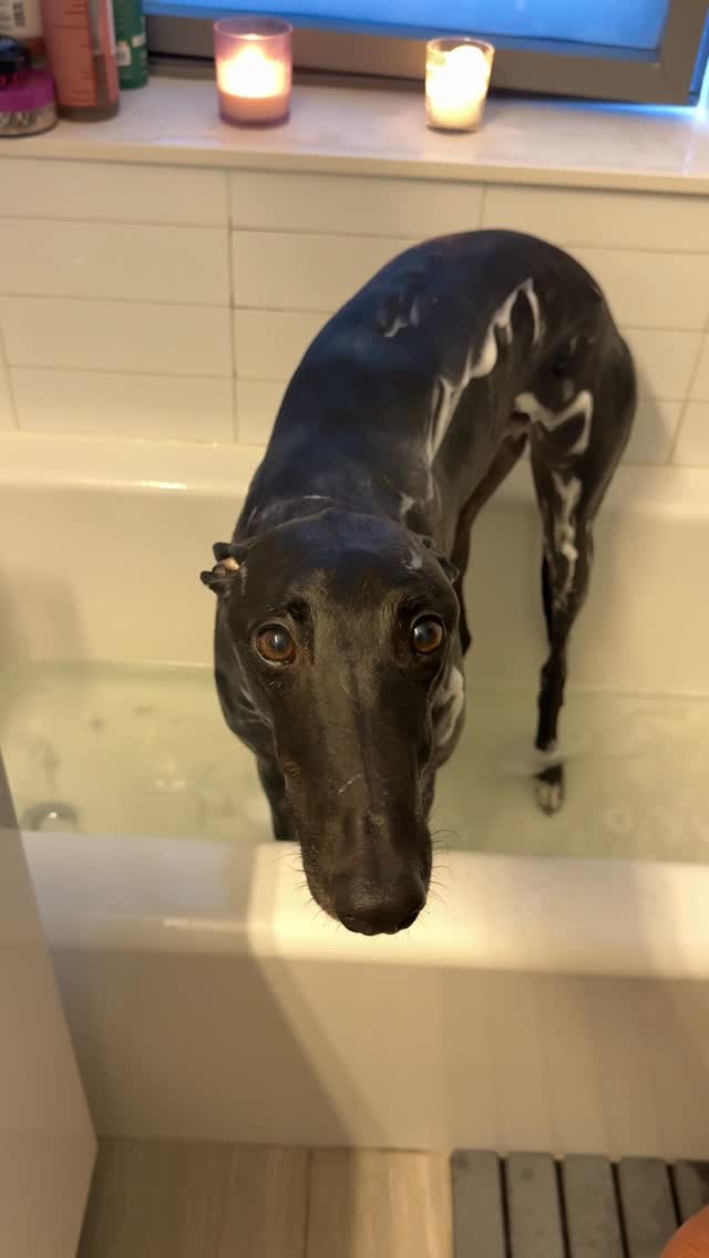 Instagram post by @milothepencildog for Earth Rated. Caption reads: Our dog’s bath routine looks a little different....