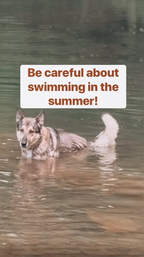 Instagram post by @thegooddogyorktown for Sniffspot. Caption reads: [...] is safe for both you and your dog(s),....