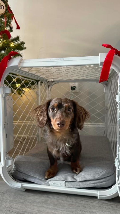 Instagram post by @minidoxbenny for Diggs. Caption reads: The perfect gift this holiday season🎁 @diggspet....