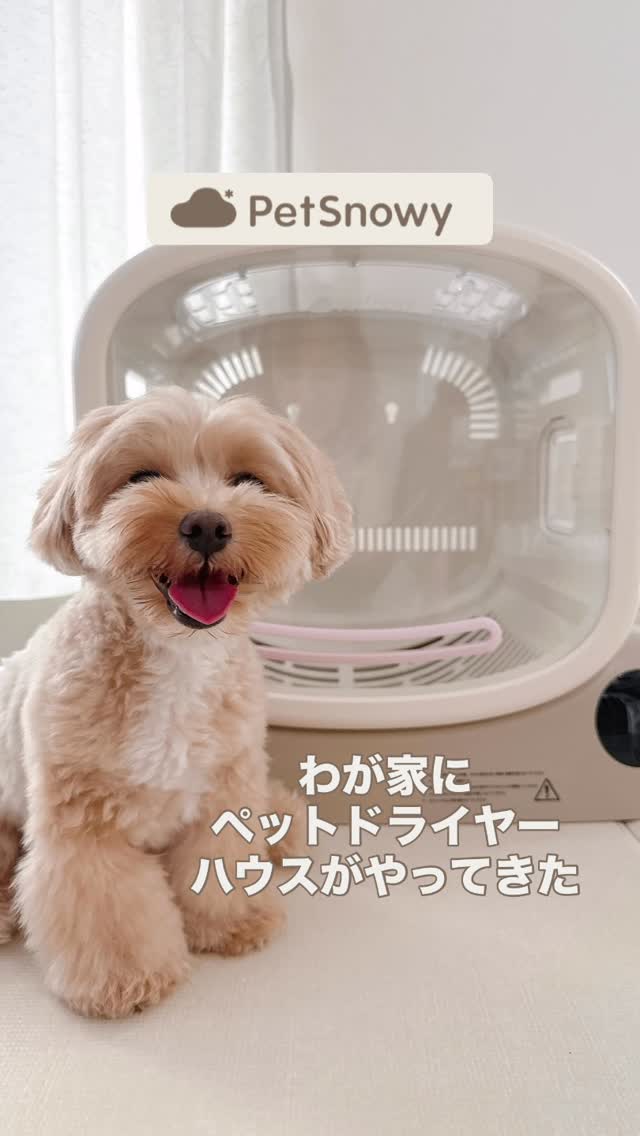 Instagram post by @iam_emma.yun for PetSnowy. Caption reads: [...] 寒くなって来たら温度あげてみてもいいかも！ . . @petsnowy_jp [...].
