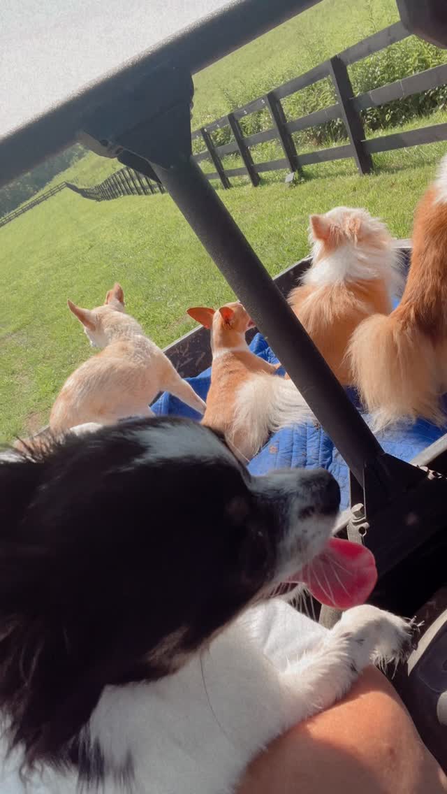 Instagram post by @sondrayoungrealestate for H&R Block. Caption reads: It’s about damn time! #animalsofinstagram #animals....