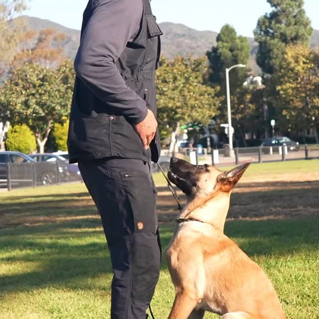 Instagram post by @robertcabral for ZIWI Pet Food. Caption reads: How the heck do you get such great focus?

Here’s....