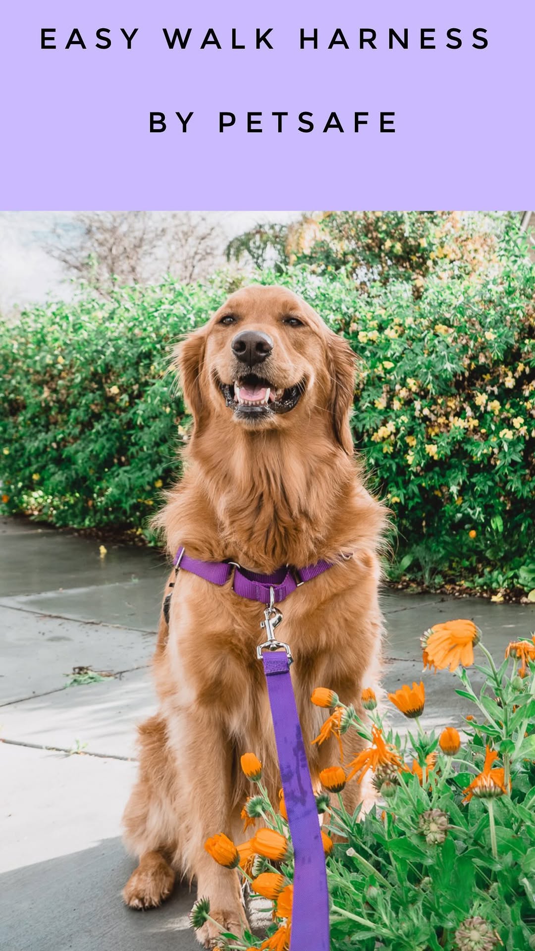 Instagram post by @ourlovinglola for Petsafe. Caption reads: Most importantly I love how enjoyable walks are....