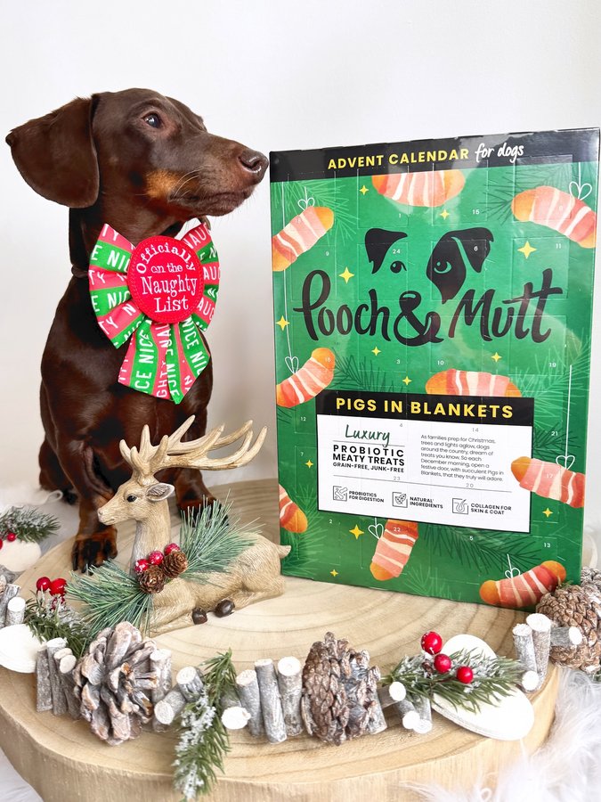 Instagram post by @frankie_dachshund03 for Pooch and Mutt. Caption reads: I know it’s spooky week but have you got your....