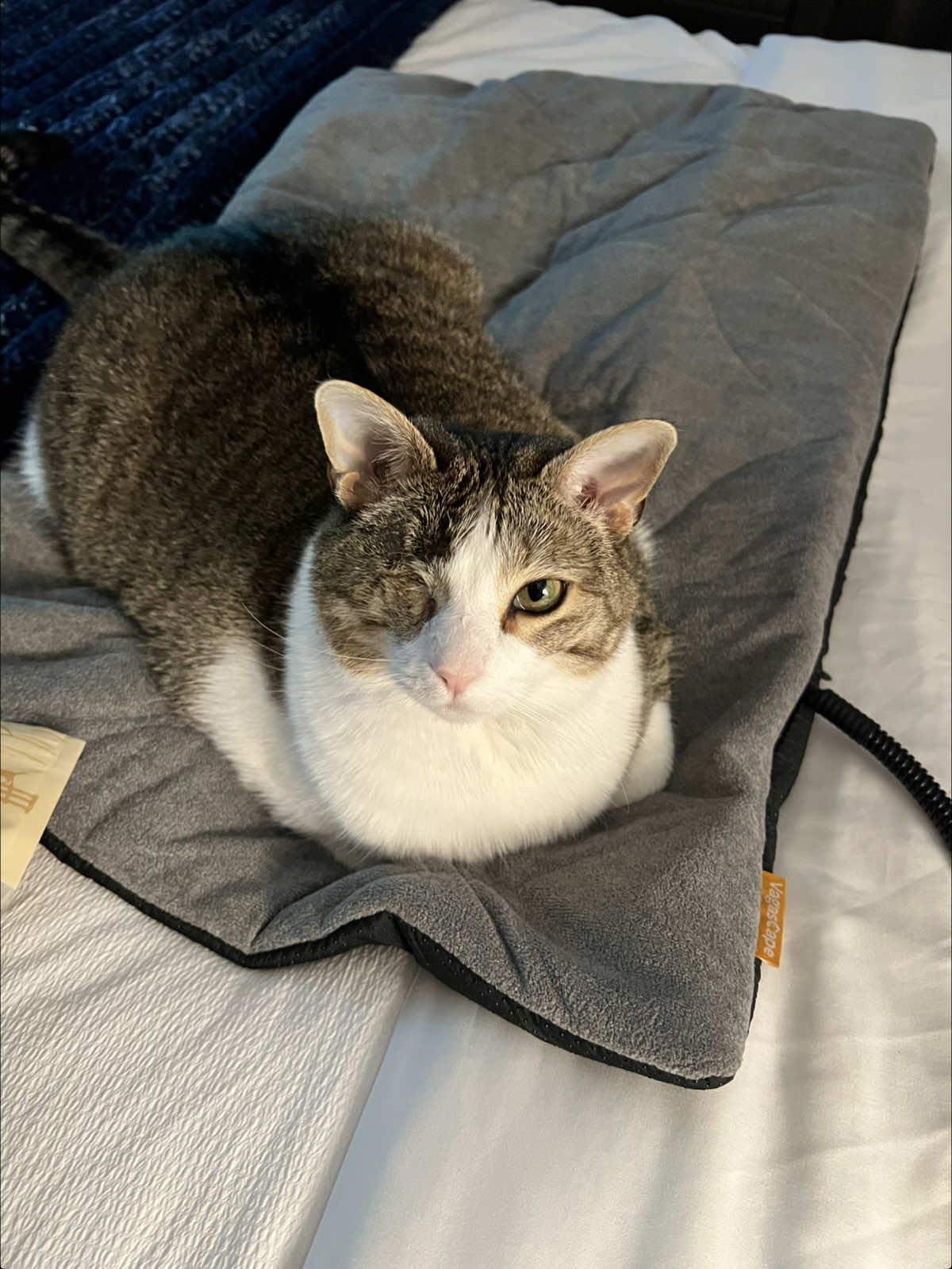 TikTok post by @poppy.lou for Farm to Pet. Caption reads: [...] a lifesaver ❄️ @VagascapeUS  Treats -@Farm....