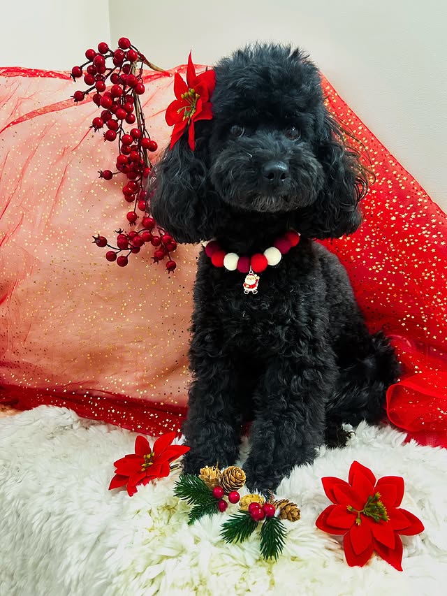 Instagram post by @peppertheprincesstoypoodle for Poochie Pals. Caption reads: Happy Sparkle Sunday ✨Still feeling the magic from....