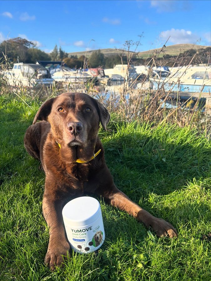 Instagram post by @the_adventures_of_daisydog for YuMOVE. Caption reads: [...] We Have Some Exciting News 🙌🏻
 @yumove_uk....