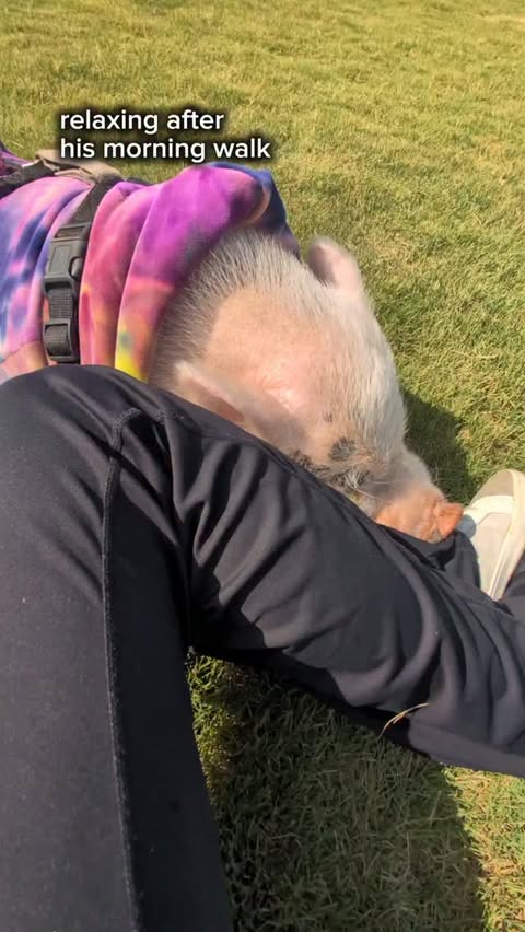 Instagram post by @vanlifepiggy for Spark Paws. Caption reads: [...] Pumbie is wearing a size 4XL....