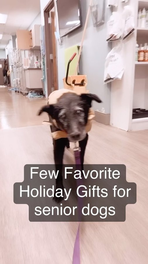 Instagram post by @seniordogdoc for VetriScience. Caption reads: [...] Pinchers pill-hiding treats by @vetriscience....