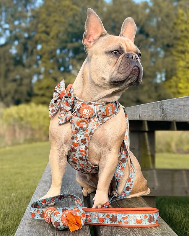 Instagram post by @frankieb_thefrenchb for Pawsome Paws Boutique. Caption reads: [...] collection at 9am over on the....