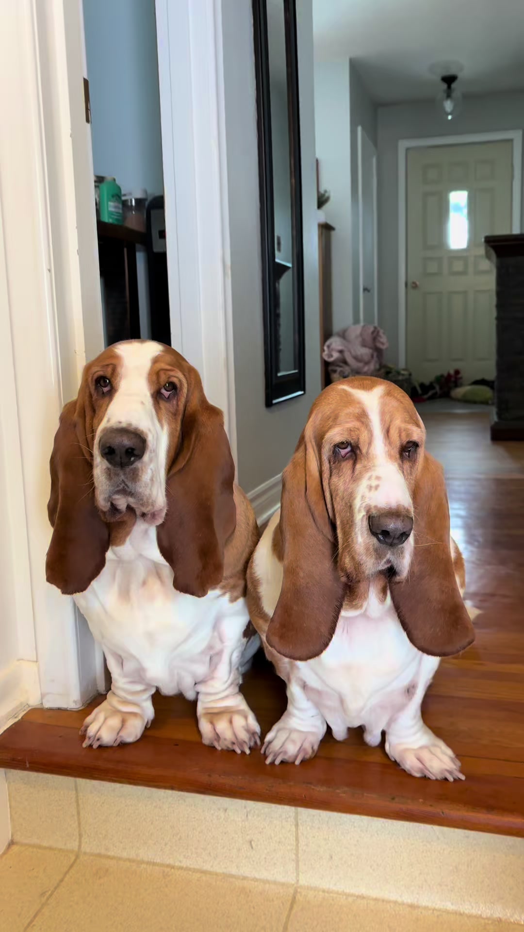 TikTok post by @gussythebasset_ for Open Farm Pet. Caption reads: GUSSY to save on your @Open Farm Pet order 🫶🏼....