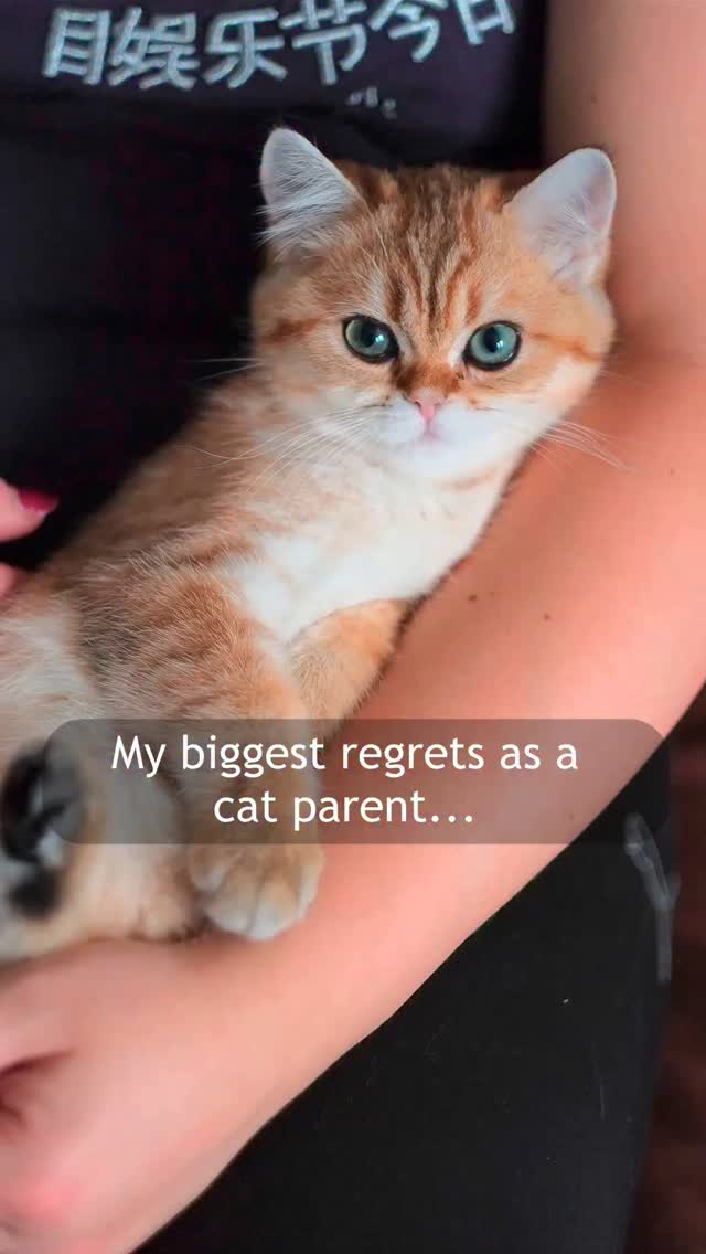 Instagram post by @golden.cheeks.cat for VanCatUK. Caption reads: They grow up so fast... And looking back, I wish....