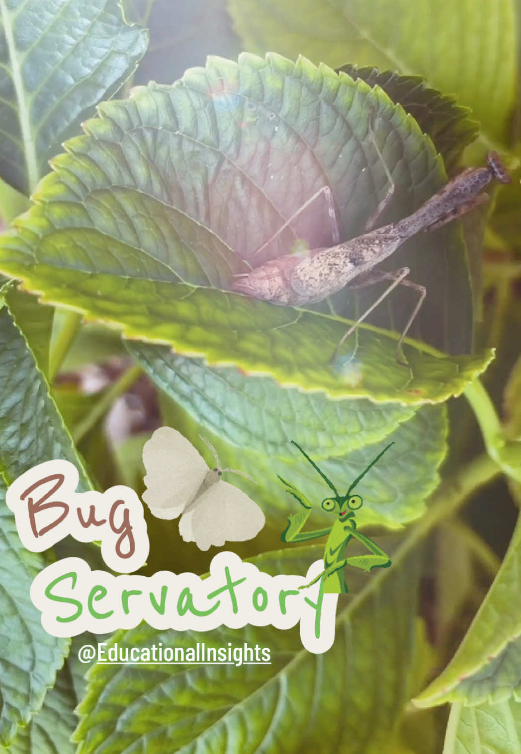 TikTok post by @mamabare.03 for Educational Insights. Caption reads: [...] the GeoSafari Bugservation from @Educational....