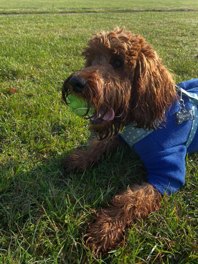 Instagram post by @iamwoodythecockapoo for Hello Beenie. Caption reads: [...] 💙

Matched with Oh my polka dots....