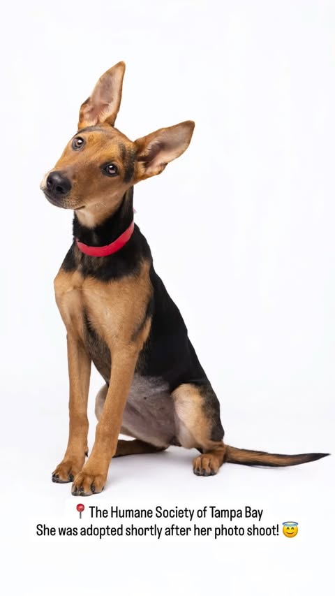 Instagram post by @humanesocietytampa for NaturVet. Caption reads: [...] spotlight was proudly sponsored by @naturvet....