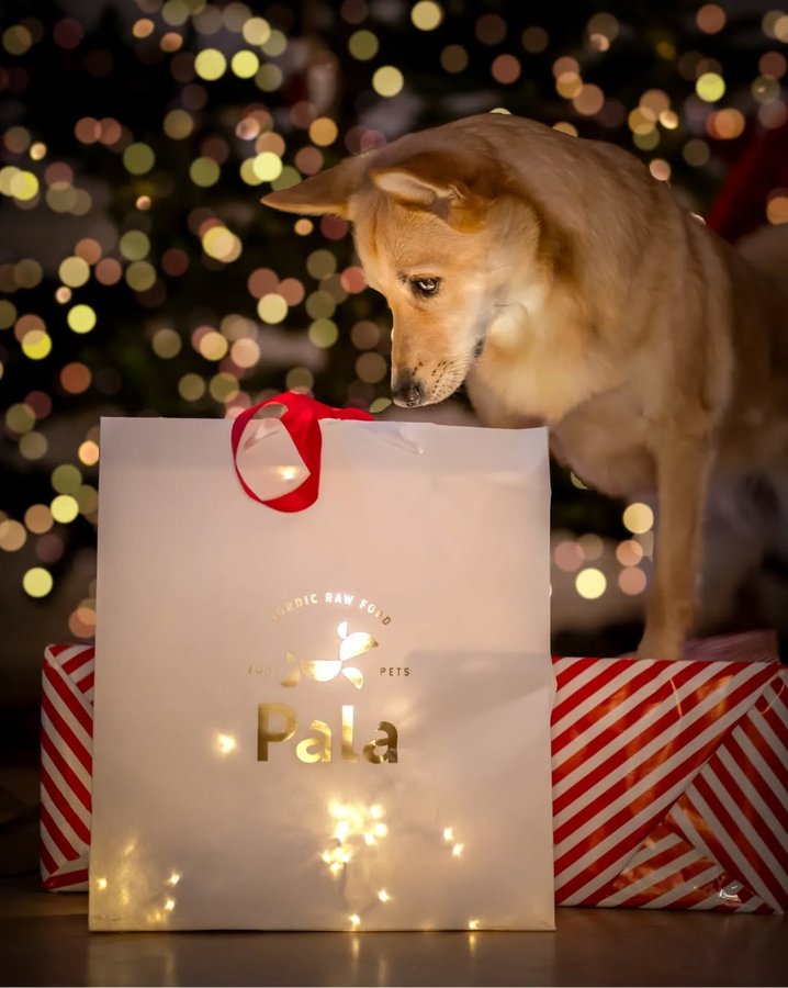 Instagram post by @simplysarek for Pala Pets. Caption reads: Ad| Sarek has a Christmas recommendation for you!....