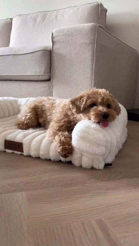 Instagram post by @maltipoobingo for FunnyFuzzy. Caption reads: [...] to say he loves it 🥹🤍🐾 Thank you....