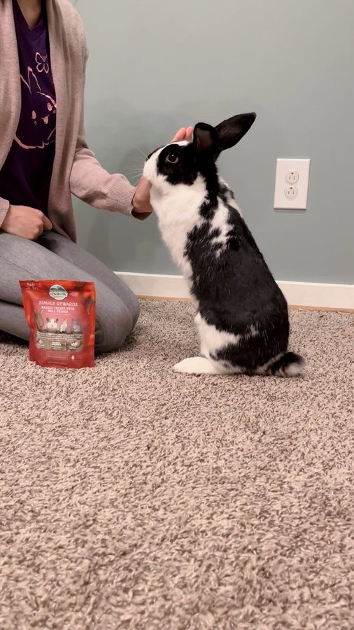 Instagram post by @oreo.thebunnyrabbit for Oxbow Animal Health. Caption reads: In celebration of International Rabbit Day, here....