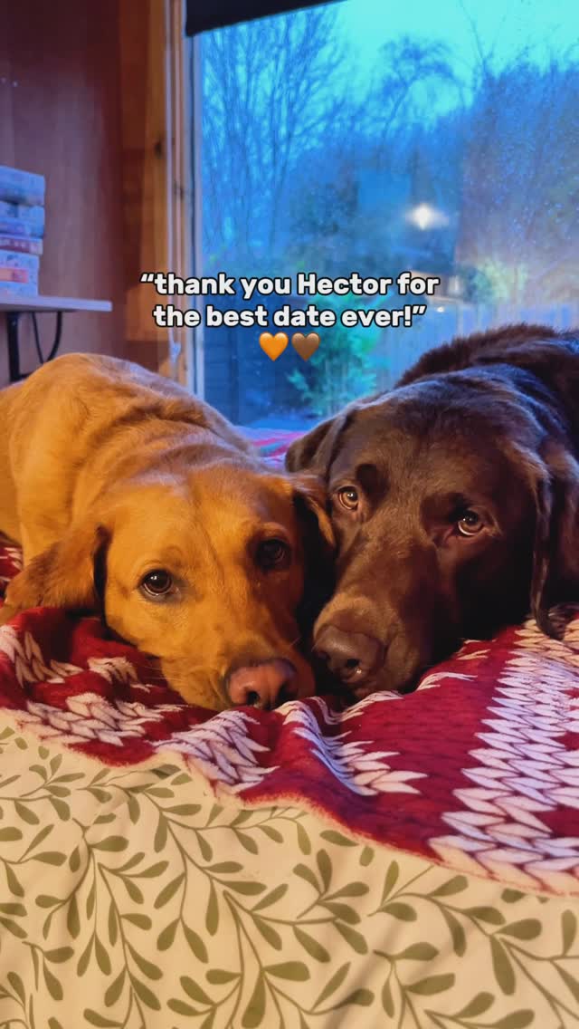 Instagram post by @foxredpeggy for Butcher's Dog Food. Caption reads: Is this the cutest date you’ve ever seen? 🥹🎄❤️....