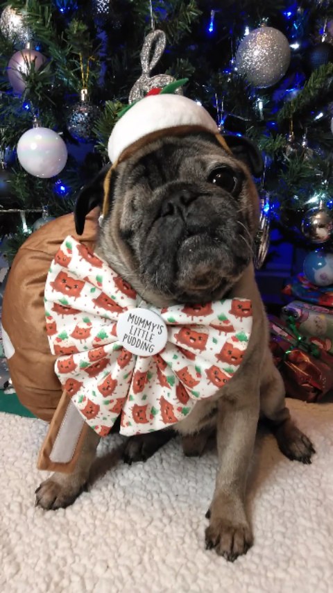 Instagram post by @lilrascalpug for Frankys Bowtique. Caption reads: L i t t l e  P u d d i n g
.
.
.
.
Aloha furiends,....