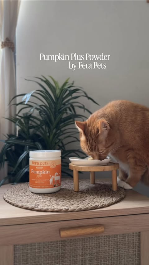Instagram post by @pepethegingercat for Fera Pets. Caption reads: [...] track 🐈 Pumpkin Plus Fiber Support by....