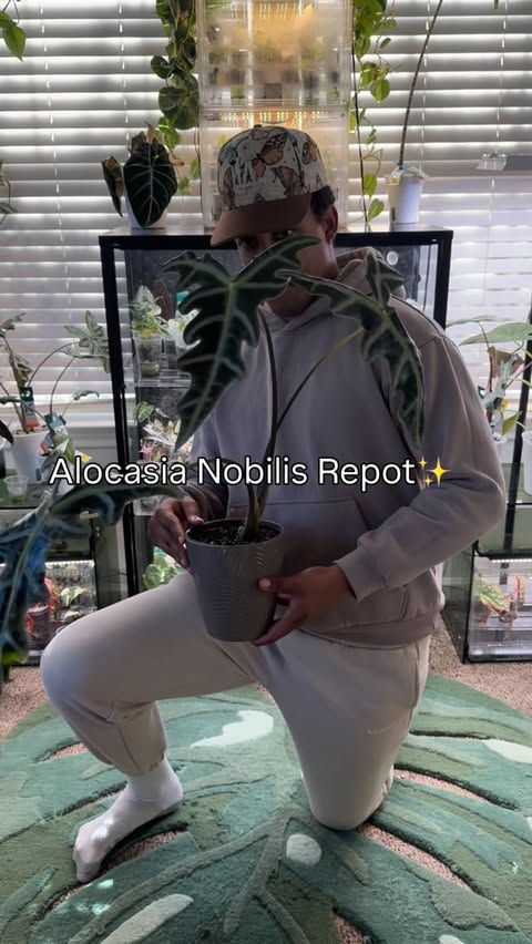 Instagram post by @rareplantninja for Miracle-Gro. Caption reads: #AD | Just gave my Alocasia nobilis a fresh....