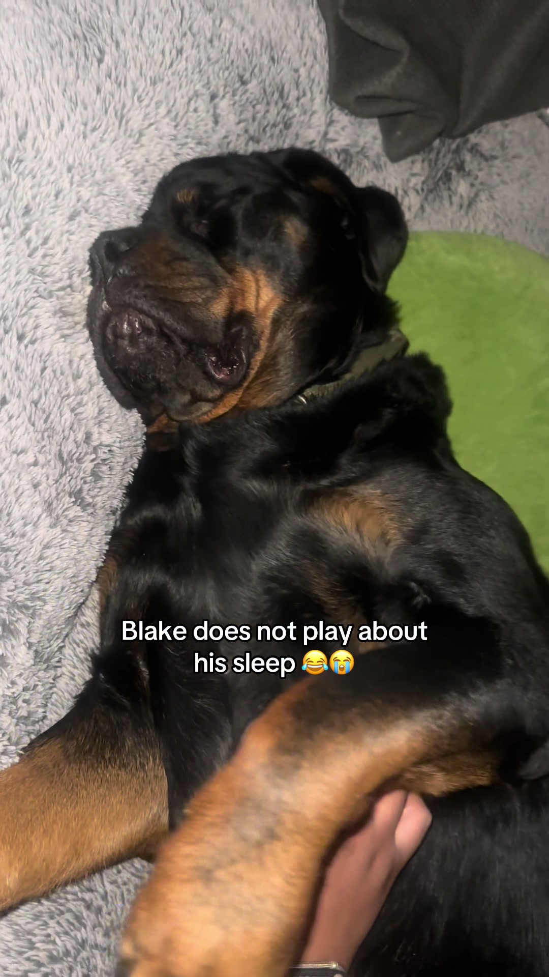 TikTok post by @chopfromgta for Plufl. Caption reads: getting him a @Plufl was the best thing that every....