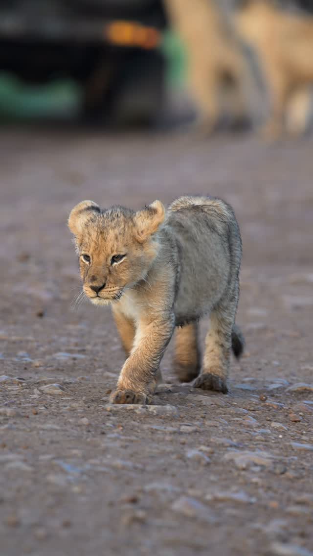 Instagram post by @maasaimaranationalreserve for NikonUSA. Caption reads: Watching a lion pride walk by you on safari just....
