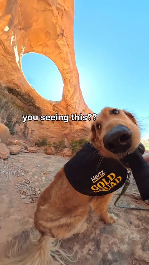 Instagram post by @willys360world for Hertz. Caption reads: Day 2 of road tripping with @hertz 🐶💛 First stop....