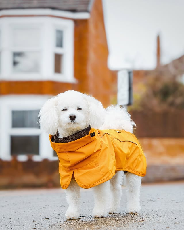 Instagram post by @lifeofapoochon for Spark Paws. Caption reads: [...] #wontlookwednesday #wlw #sparkpaws #dogmodel.