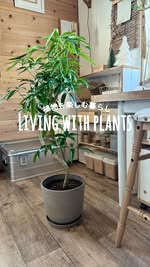 Instagram post by @eririichi for ANDPLANTS. Caption reads: @eririichi
外は寒くなったけど、心もポカポカ癒される素敵な植物が届きました𖤥𖤘⋆*
相....