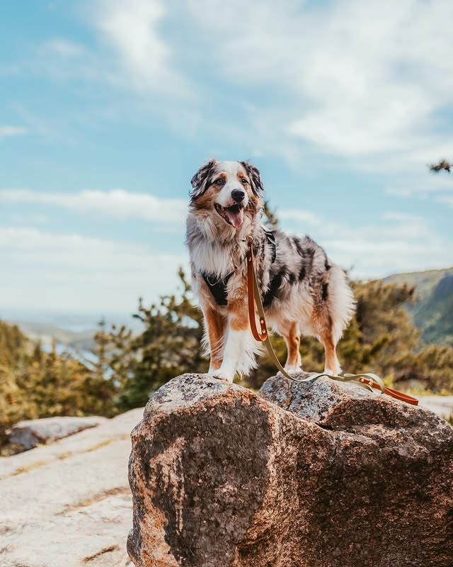 Instagram post by @ourwildaussies for Visit Maine. Caption reads: adventurer by day, couch potato by night 🥾🥔⁠....